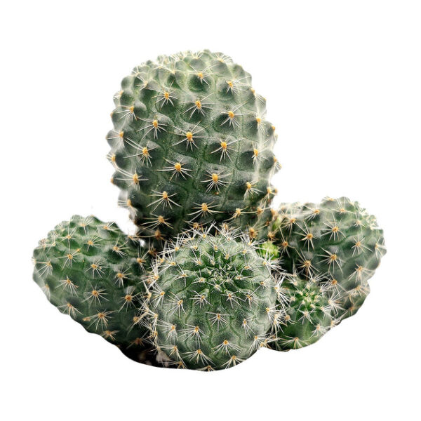 Rebutia Sanguinea Cactus - Image 3