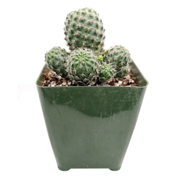 Rebutia Sanguinea Cactus - Image 2