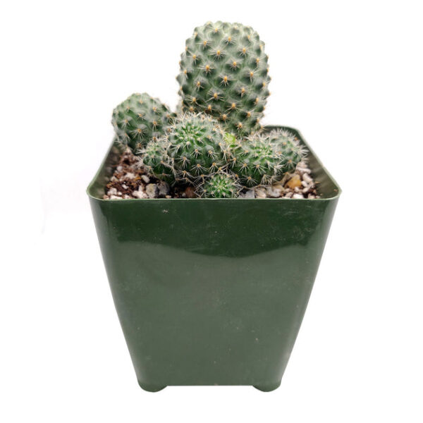 Rebutia Sanguinea Cactus - Image 4