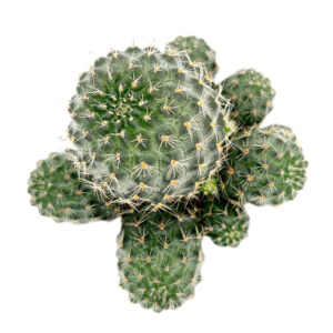 Rebutia Sanguinea Cactus