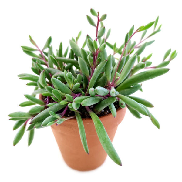 Ruby Necklace Succulent - Image 4