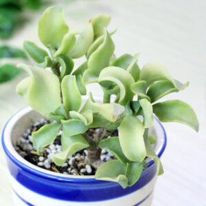 Ruffle Jade Crassula