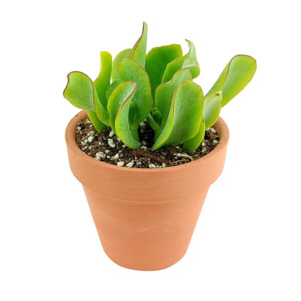 Ruffle Jade Crassula - Image 4