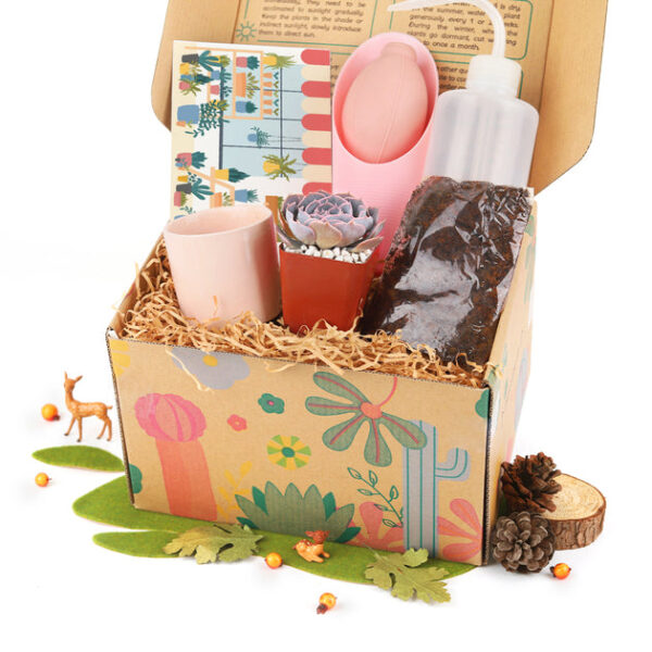 Succulent Beginner Kit Gift Box - Image 6