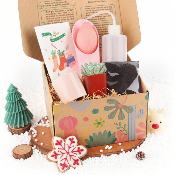 Succulent Beginner Kit Gift Box - Image 4