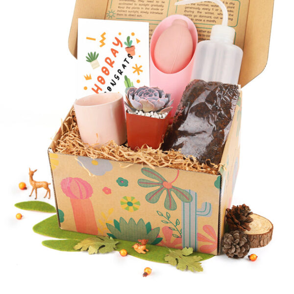 Succulent Beginner Kit Gift Box - Image 5