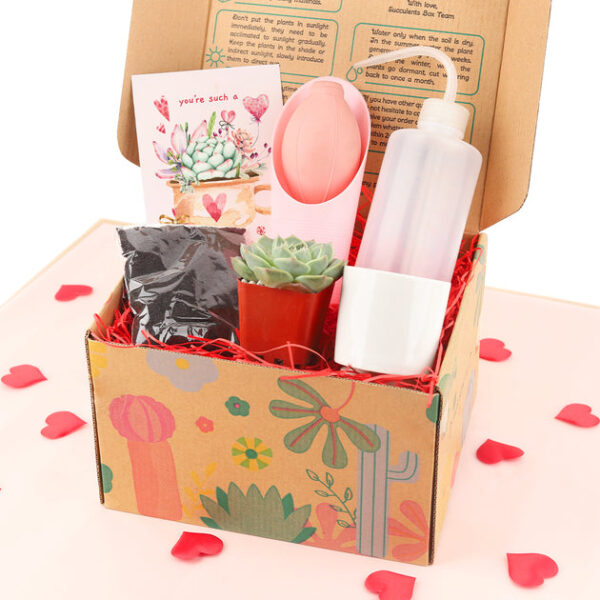 Succulent Beginner Kit Gift Box - Image 3