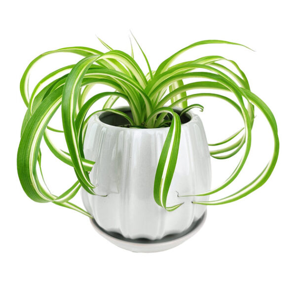 6 inch Grey Glazed Ceramic Contour Planter - Image 7