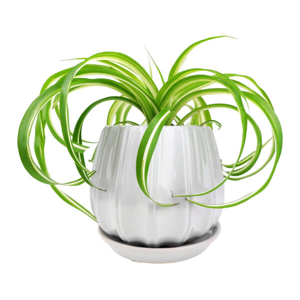 6 inch Grey Glazed Ceramic Contour Planter - Image 8