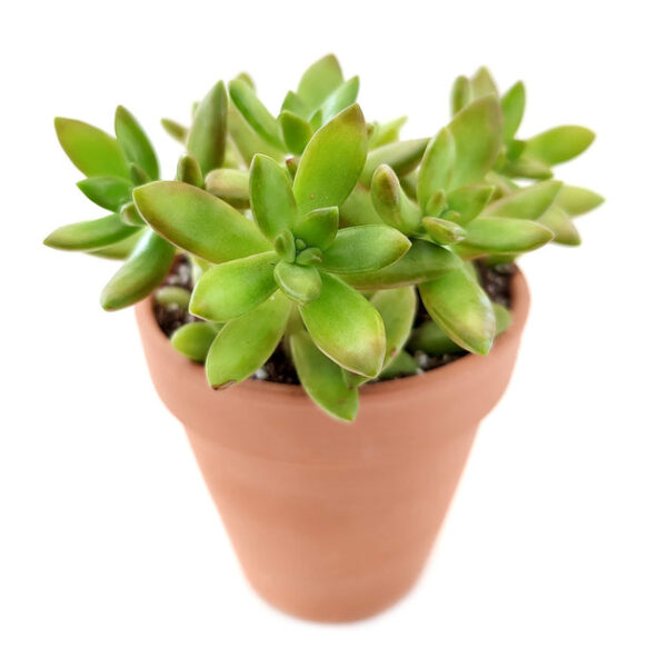 Sedum Fire Storm Succulent - Image 7