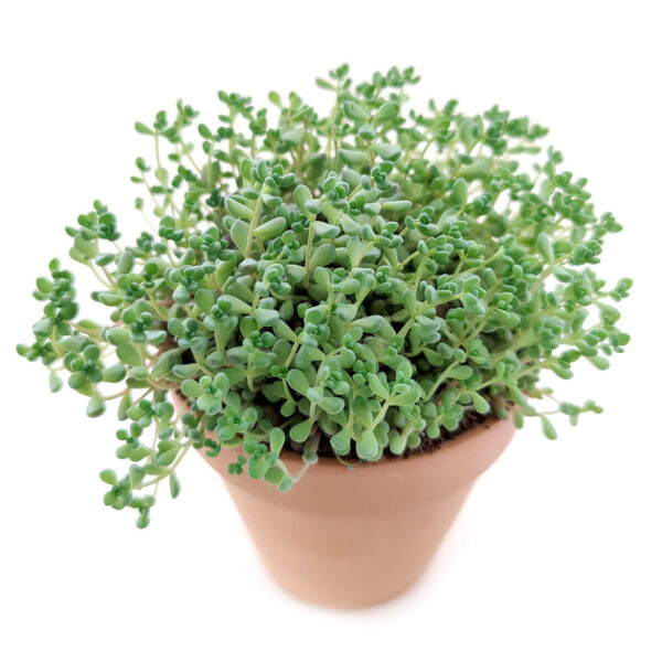 Sedum Minor Succulent - Image 7