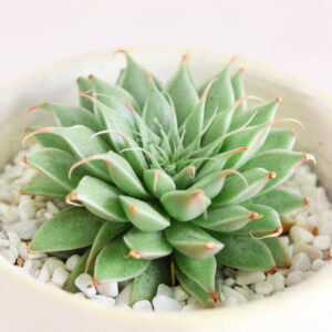 Graptoveria Silver Star