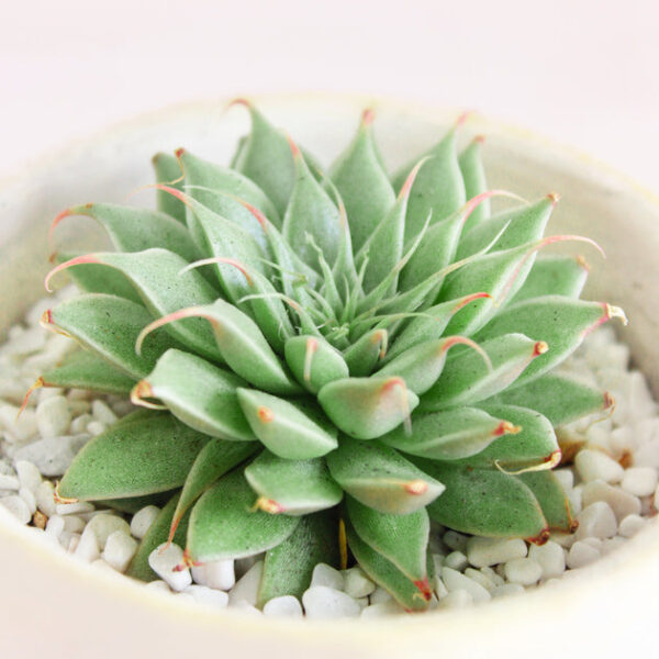 Graptoveria Silver Star