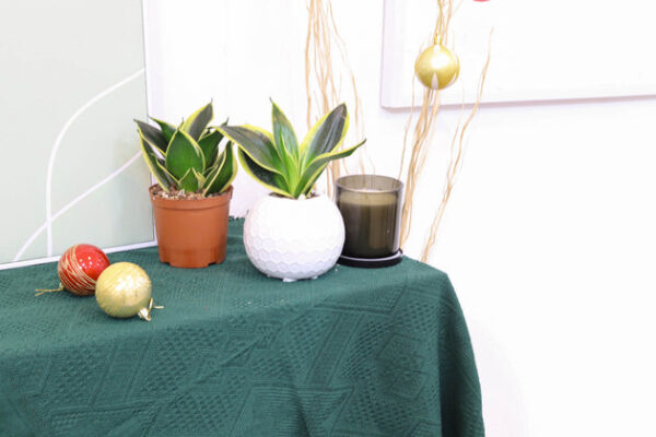 Snake Plant Sansevieria Black Gold Superba - Image 5