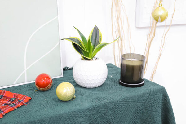 Snake Plant Sansevieria Gold Flame - Image 5