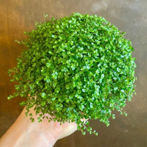 Soleirolia Soleirolii