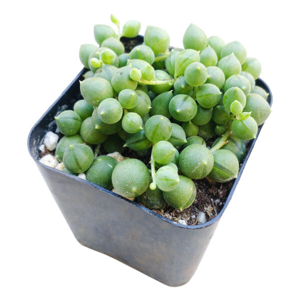 String Of Pearls Senecio Rowleyanus - Image 6