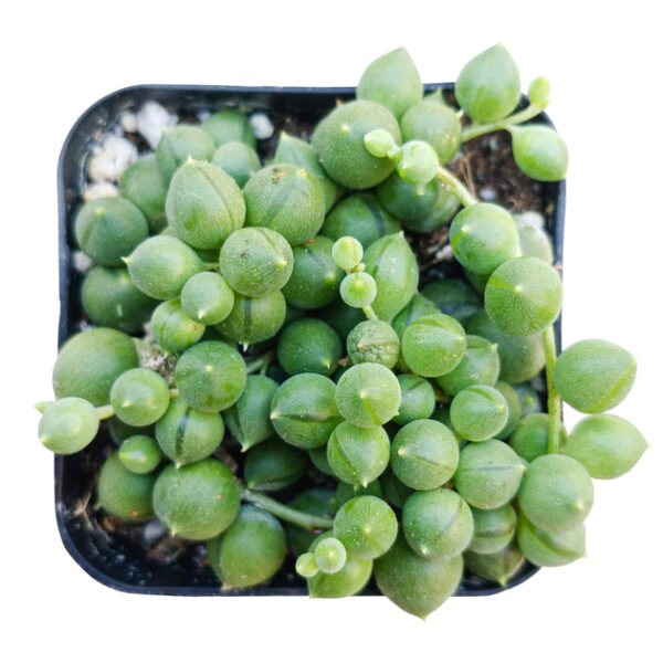 String Of Pearls Senecio Rowleyanus - Image 5