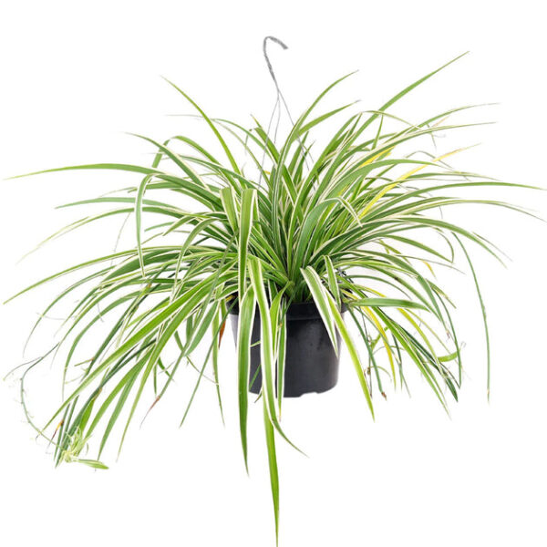 Spider Plant - Image 2