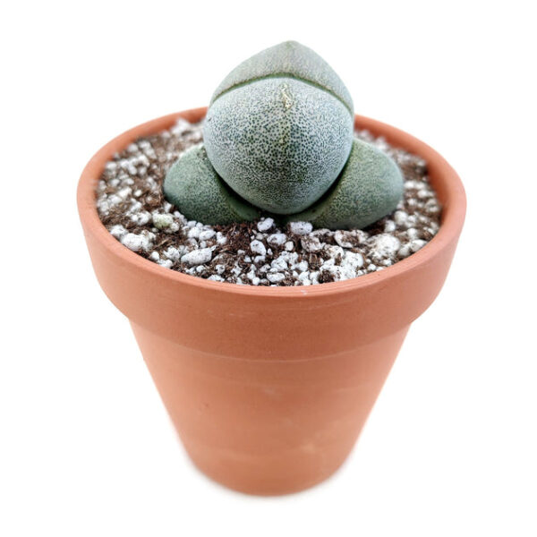 Split Rock Pleiospilos Nelii Cactus - Image 5