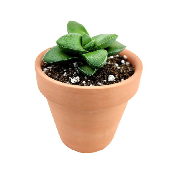 Crassula Springtime Succulent - Image 5