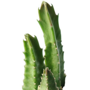 Stapelia Gigantea Cactus