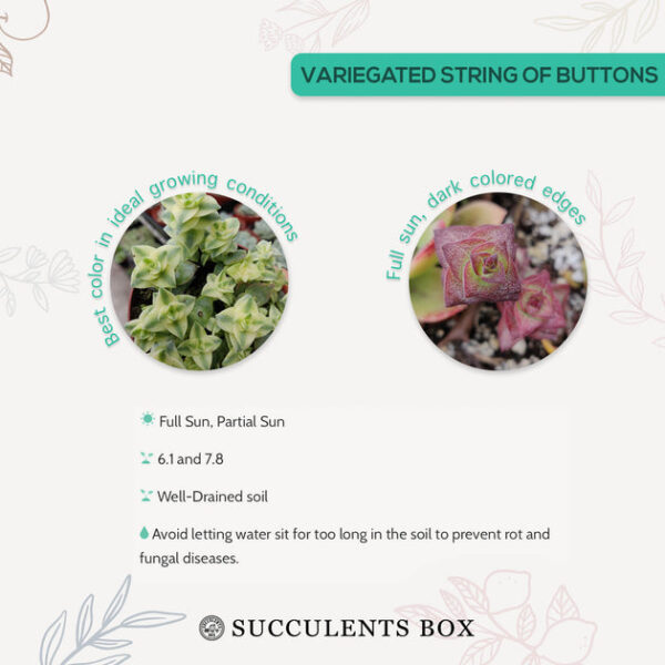 Variegated String of Buttons - Image 7