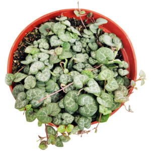 6" String Of Hearts Ceropegia Woodii