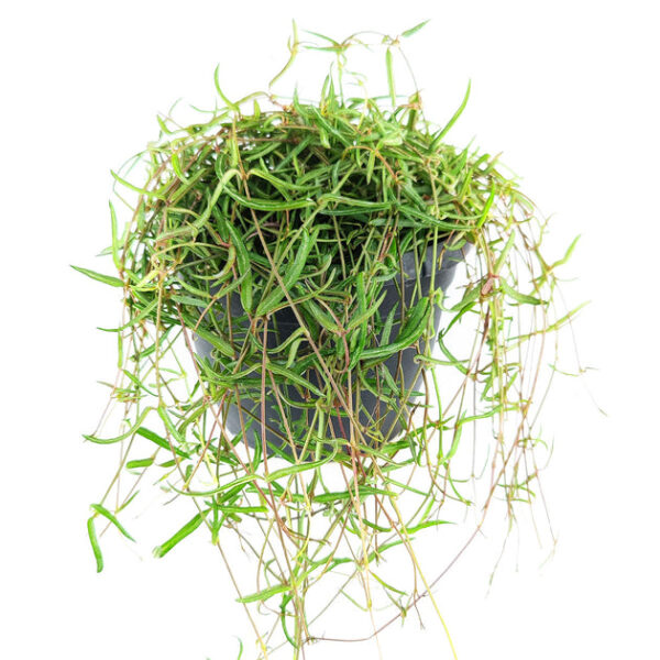 Ceropegia Linearis String of Needles - Image 3