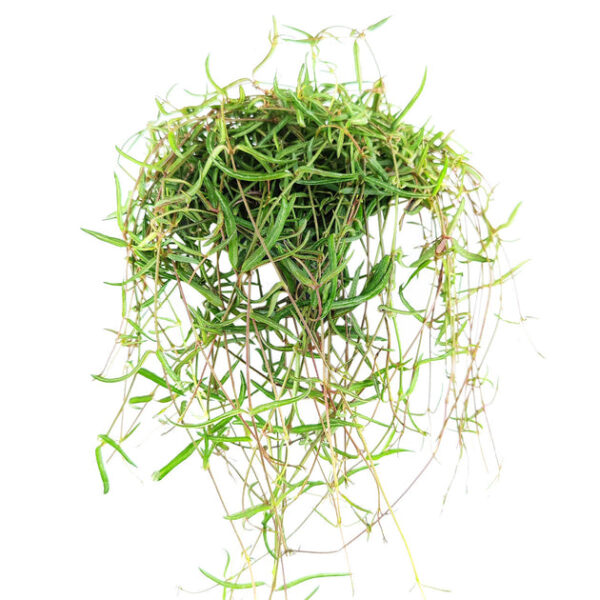 Ceropegia Linearis String of Needles - Image 4