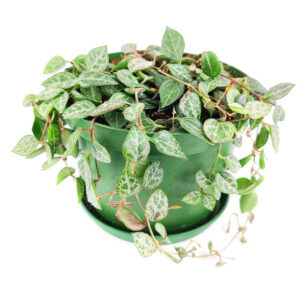 Ceropegia woodii String of Spades