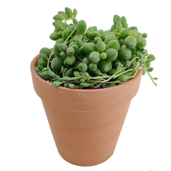 String of Tears Senecio Herreianus - Image 7
