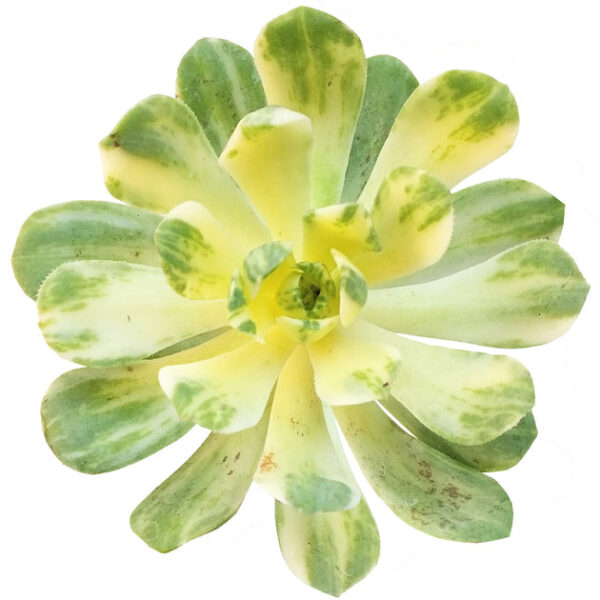 Aeonium Suncup Variegata - Image 2