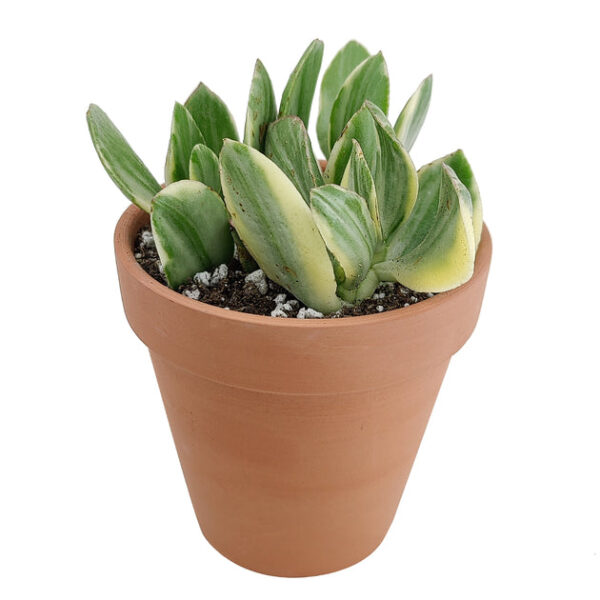 Crassula Hummel’s Sunset - Image 3