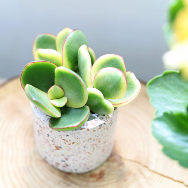 Terrazzo Pot - Image 5