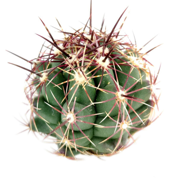 Thelocactus Bicolor Cactus - Image 4