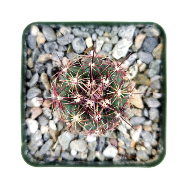 Thelocactus Bicolor Cactus - Image 3