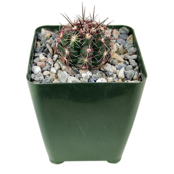 Thelocactus Bicolor Cactus - Image 2
