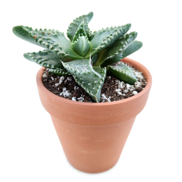 Tiger’s Jaw Crassula - Image 3