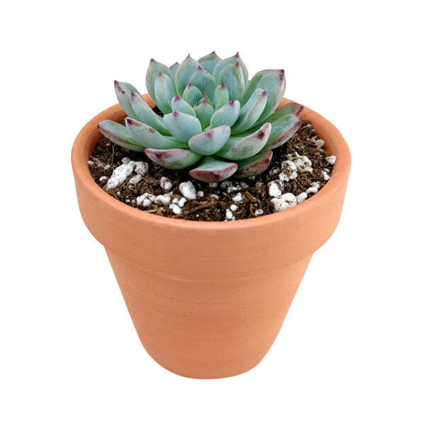Echeveria Tippy Pink Succulent - Image 8