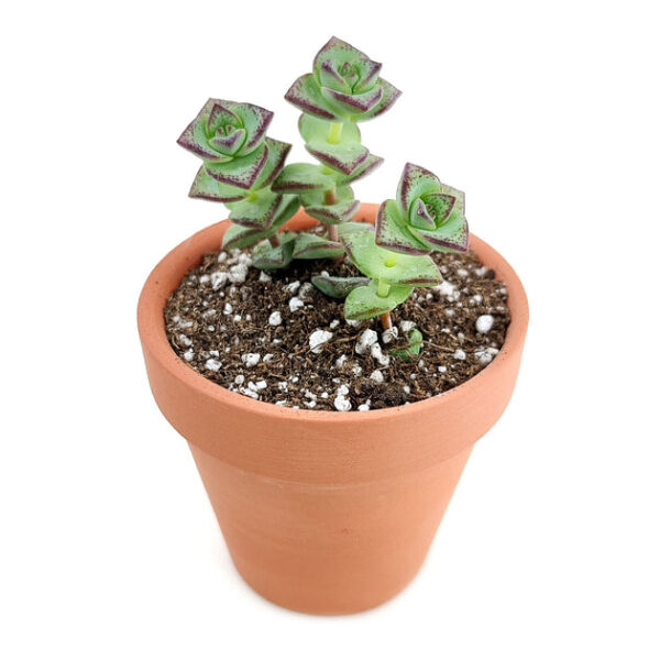 Crassula Tom Thumb Perforata - Image 7