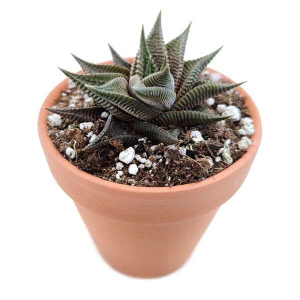 Haworthia Limifolia Twister - Image 8
