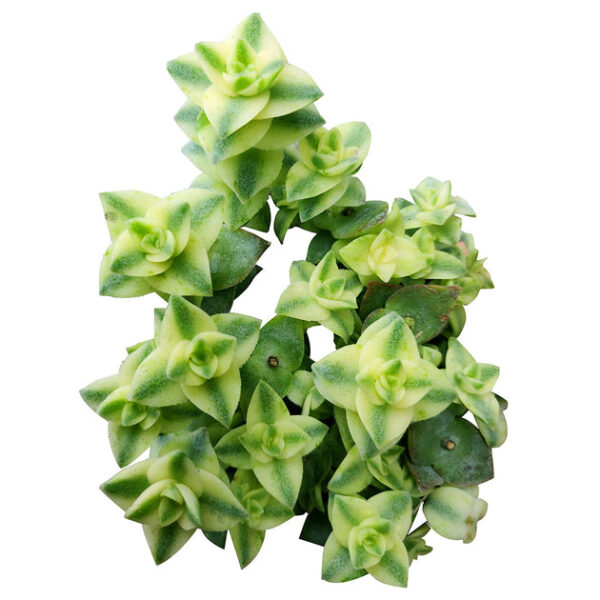 Variegated String of Buttons - Image 2