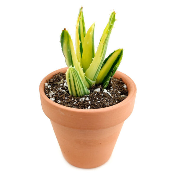 Variegated Aloe Plant - Image 7