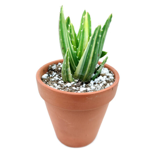 Variegated Aloe Plant - Image 8
