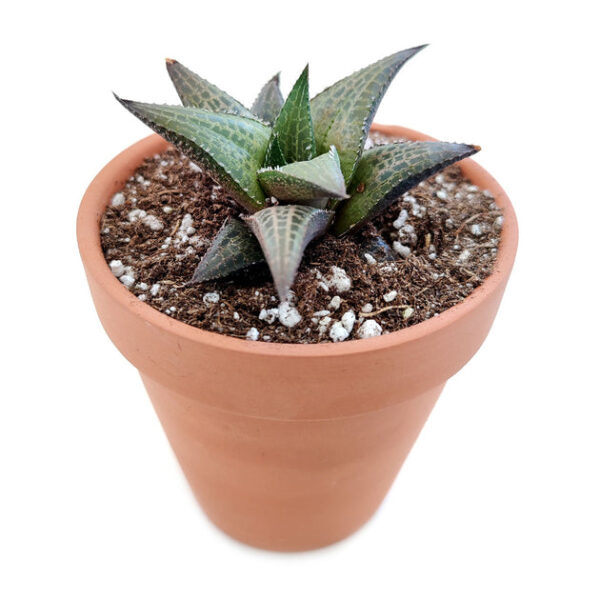Haworthia Venosa Succulent - Image 2