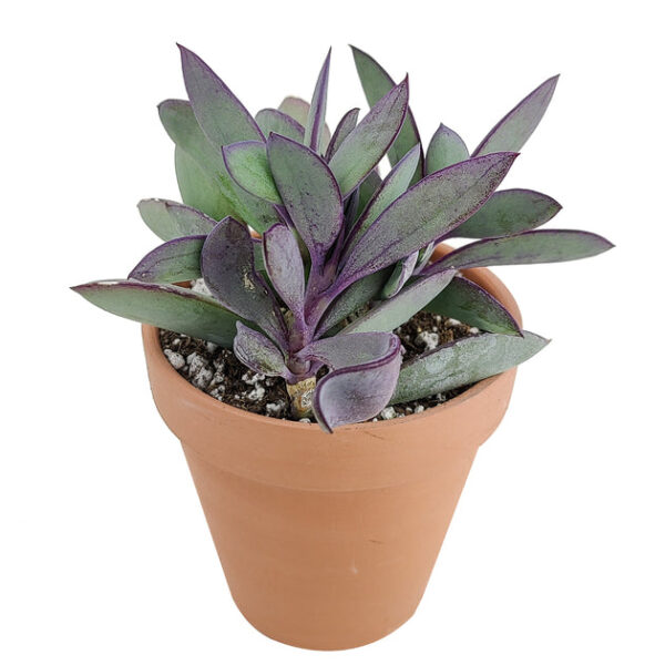 Vertical Leaf Senecio - Image 3