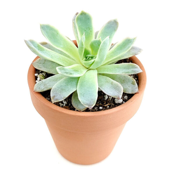 Echeveria Violet Queen - Image 6