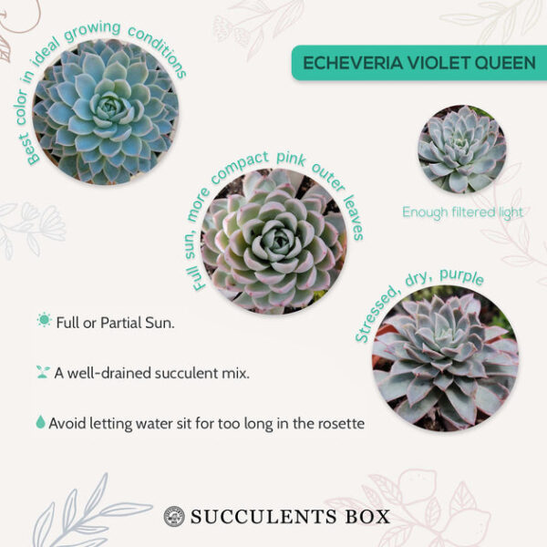 Echeveria Violet Queen - Image 7