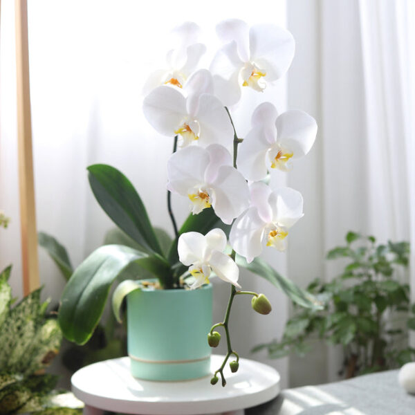 White Phalaenopsis Orchid - Image 2